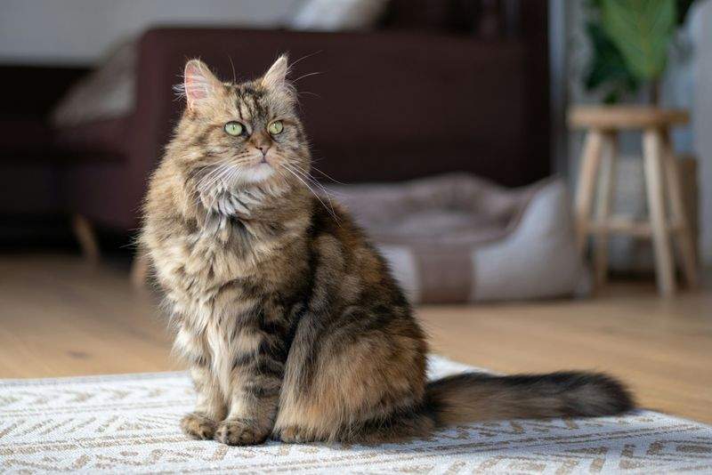 春の模様替えで猫がもっとくつろげる部屋づくり