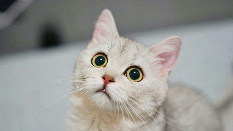 ねこ暮らしラボ株式会社 1