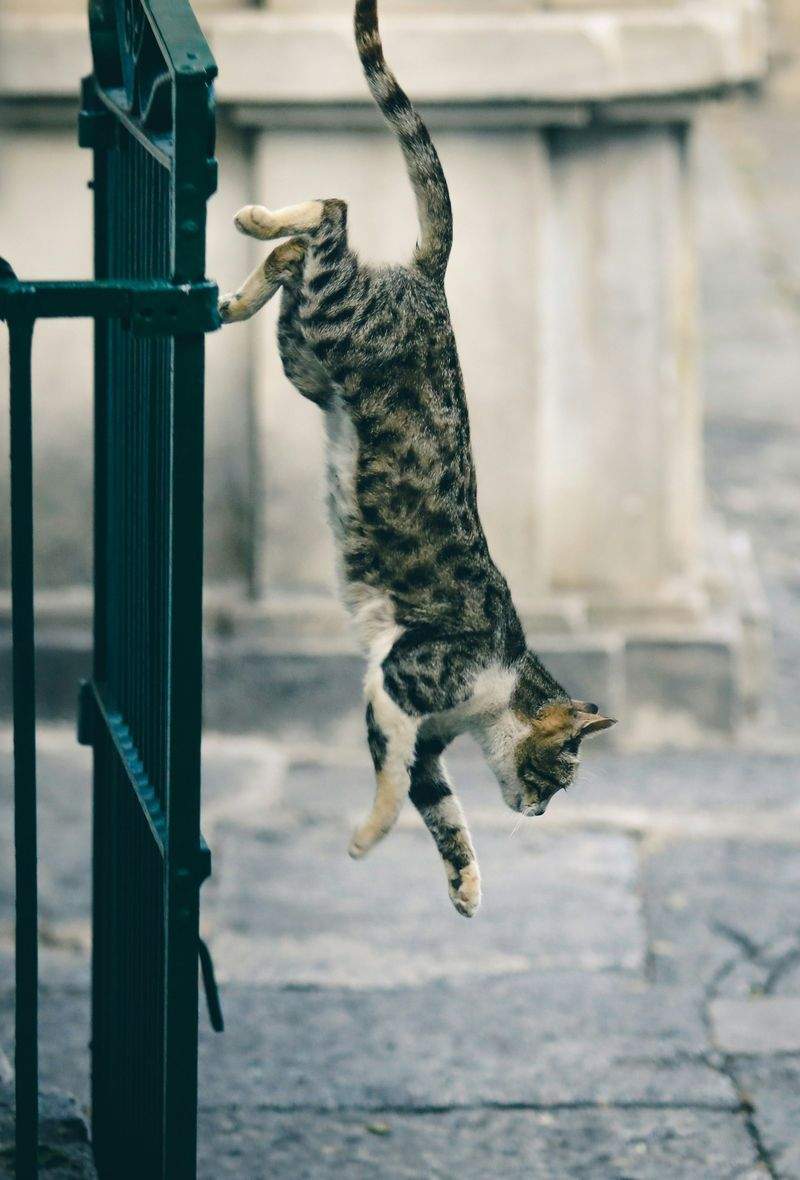 ねこ暮らしラボ株式会社 10