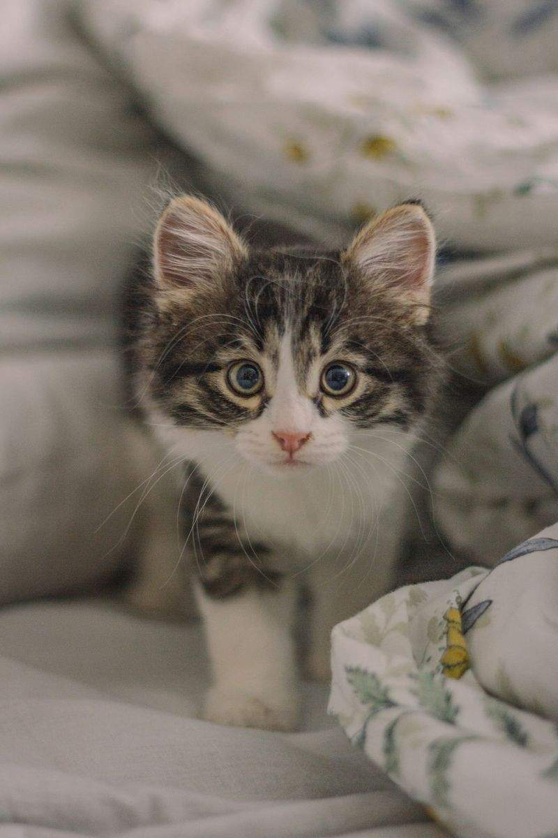 ねこ暮らしラボ株式会社 13