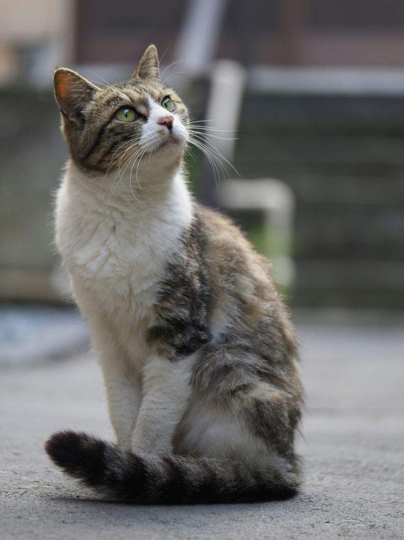 ねこ暮らしラボ株式会社 14
