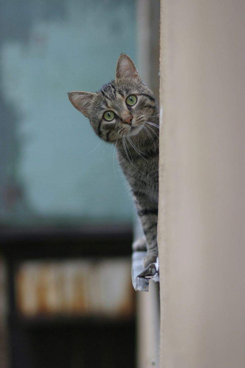 ねこ暮らしラボ株式会社 4