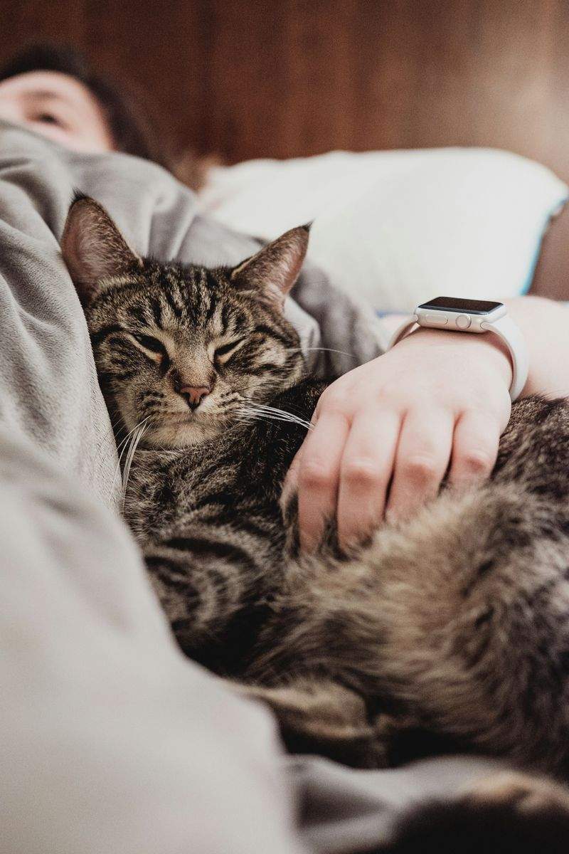 ねこ暮らしラボ株式会社 5