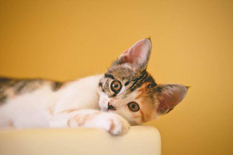 ねこ暮らしラボ株式会社 6