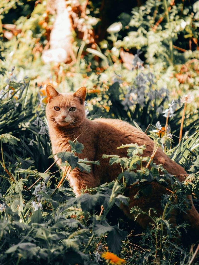 キャットシッター手配